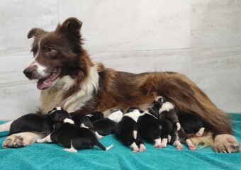 Rasowy Pies Border Collie - TONY z pełną dok. z hodowli do r - 8