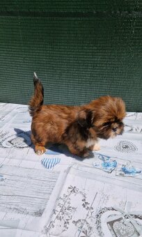Szczenięta Shih-tzu - 8