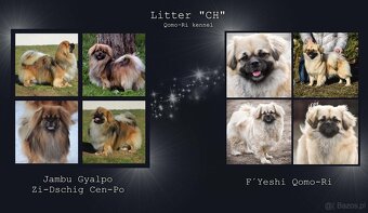 Spaniel tybetański - szczeniak z rodowodem FCI - 8