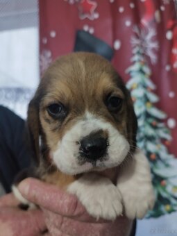 Rodowodowe szczenięta rasy Beagle tricolor, profil DNA - 8