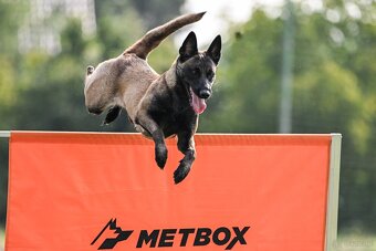 Owczarek Belgijski Malinois FCI/ZKWP - 8