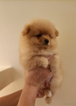 SZPIC MINIATUROWY POMERANIAN - SUCZKI - 8