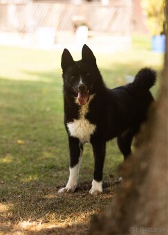 Szczenięta Karelski pies na niedźwiedzie z rodowodem FCI - 8