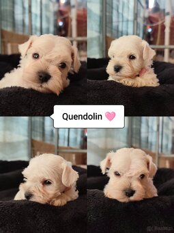 Schnauzer miniatúrne white - 8