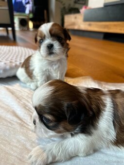 Shih tzu - 8