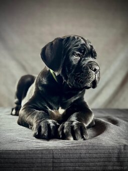 Cane Corso Ksin Fargo Fci - 8