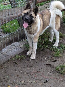 Akita Amerykańska FCI - 8