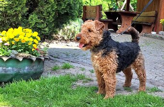 Suka welsh Terrier ZKWP FCI terier - 8