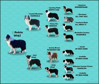 Samiec BORDER COLLIE z Hodowli - Rasowy z pełną dok. - 8
