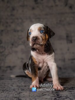 Louisiana Catahoula Leopard Dog - 8