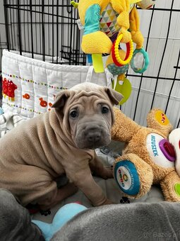 Thai Ridgeback Dog- Dog Thajski - 8