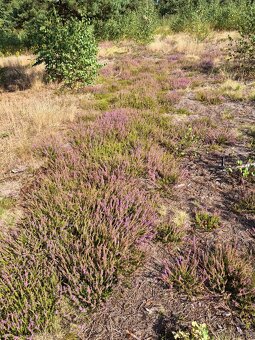 Działka Rolno-Rekreacyjna 3000m2 przy Puszczy Bolimowskiej - 8