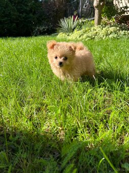 Piesek Pomapoo Maltipoo Miniaturka puchaty miś pies z rodowo - 8
