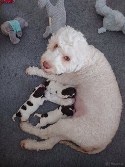 Lagotto romagnolo -szczenięta ur. 19.03.2025 r. - 8