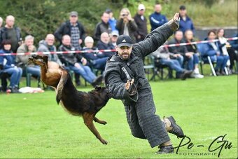 Owczarek belgijski malinois z rodowodem FCI - 8
