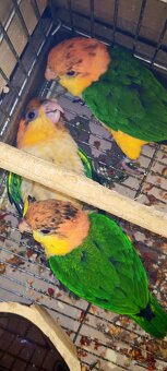 Alwksandretty wielke, kakadu ruzove - 8