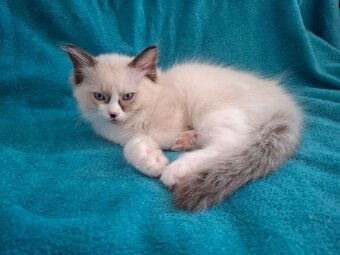 Rodowodowe kocięta Ragdoll - gotowe do zamieszkania - 8