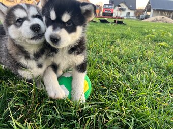 Alaskan Malamute szczeniaki - 8