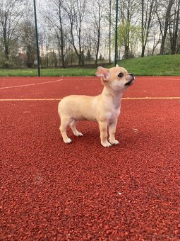 Chihuahua szczeniak - 8