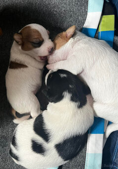 Jack Russell terrier - szczenięta z metrykami ZKwP - 8