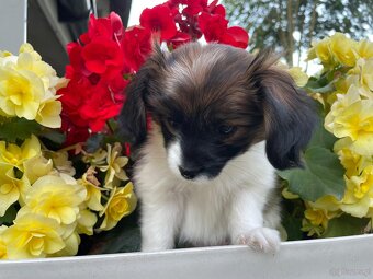 Spaniel kontynentalny miniaturowy, phalene, nie papillon FCI - 8