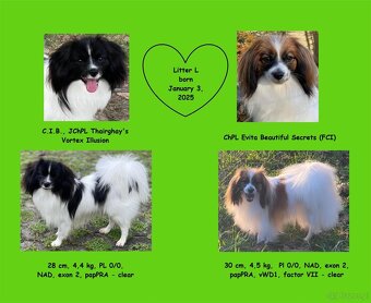 Spaniel kontynentalny miniaturowy, phalene, nie papillon FCI - 8