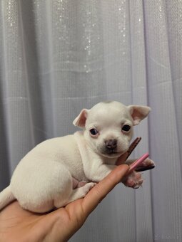 Sprzedam pieska chihuahua - 8