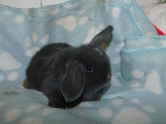 Cudowne baranki mini lop niebieskie - 8