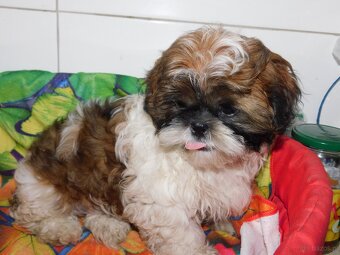 Shih tzu piesek Niko - 8