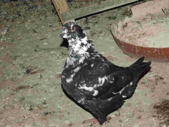 sprzedam gołębie - 8