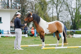 Ogier L-Karat srokaty tobiano homozygota - 8