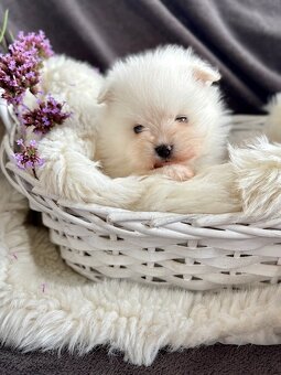 SZPIC MINIATUROWY POMERANIAN PIĘKNE SUNIE I PIESKI - 8