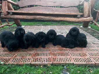 Nowofundland Kennel Club - 8