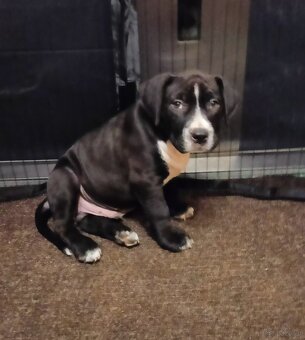 Masywne szczeniaki amstaff - 8