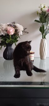 Sprzedam koty rasowe. SCOTTISH FOLD.I czarna kotka brytyjka - 8