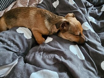 Szczenię -piesek - 8