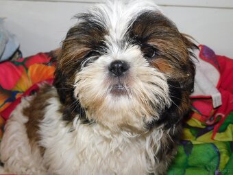 Cudna sunia Shih tzu Diana - 8