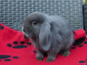 Cudowne baranki mini lop - 8