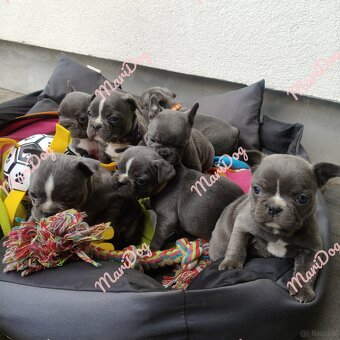 Buldog francuski BLUE niebieski szczeniak pies suka - 8
