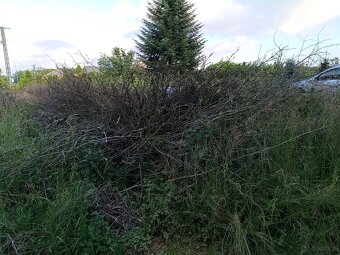 Oddam za darmo na zrębki lub opał gałęzie - 8