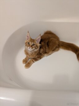 Maine coon pp - 8