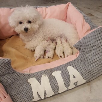 Szczeniaczki Bichon Frise - 8