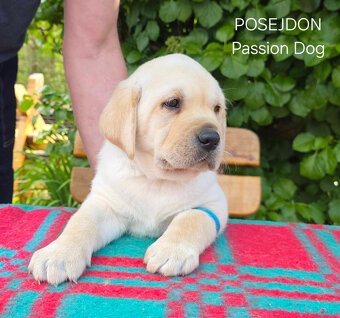 Labrador biszkoptowe szczenięta FCI - 8