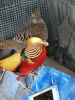 sprzedam  młode bażanty - 8