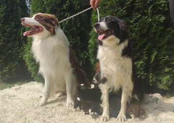 Wspaniały Pies FABIO - BORDER COLLIE z pełną dok. super rodz - 8