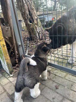 Sprzedam Szczeniaki Akity Amerykańskiej - 8