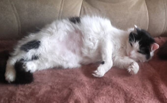 Kociaki z dłuższym futerkiem 10 mies. - 8