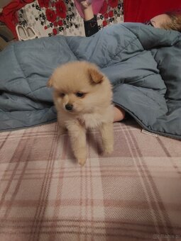 Sprzedam piesków rasy szpic - 8