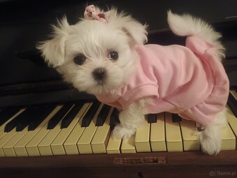 Maltańczyk Royal Maltese - 8