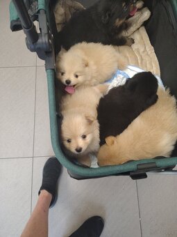 Szpic pomeranian - 8